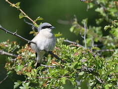 Red-backed Shrike