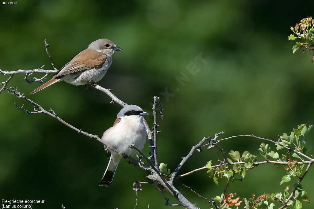 Red-backed Shrike