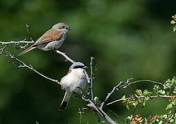 Red-backed Shrike