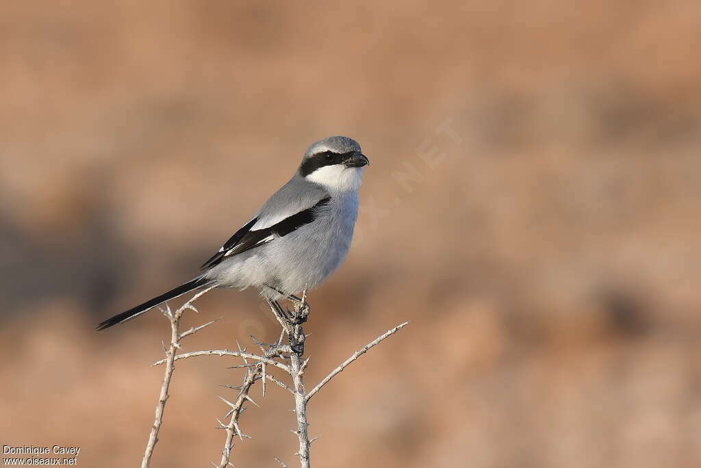 Great Grey Shrikeadult, identification