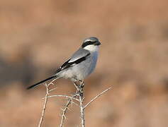 Great Grey Shrike