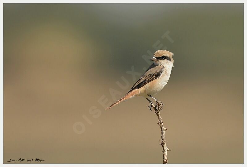 Isabelline Shrike