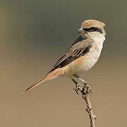 Isabelline Shrike