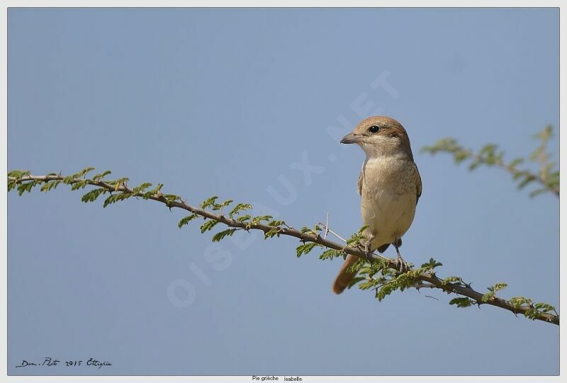 Isabelline Shrike