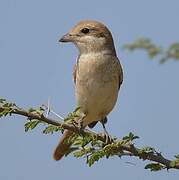 Isabelline Shrike