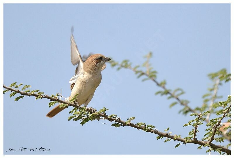 Isabelline Shrike