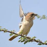 Isabelline Shrike