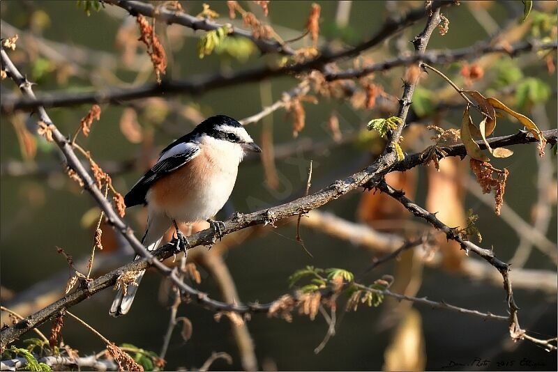 Masked Shrike