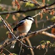 Masked Shrike