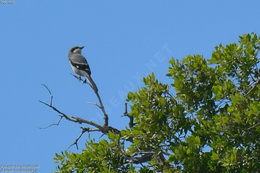 Iberian Grey Shrike