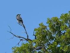 Iberian Grey Shrike