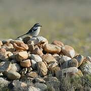 Iberian Grey Shrike