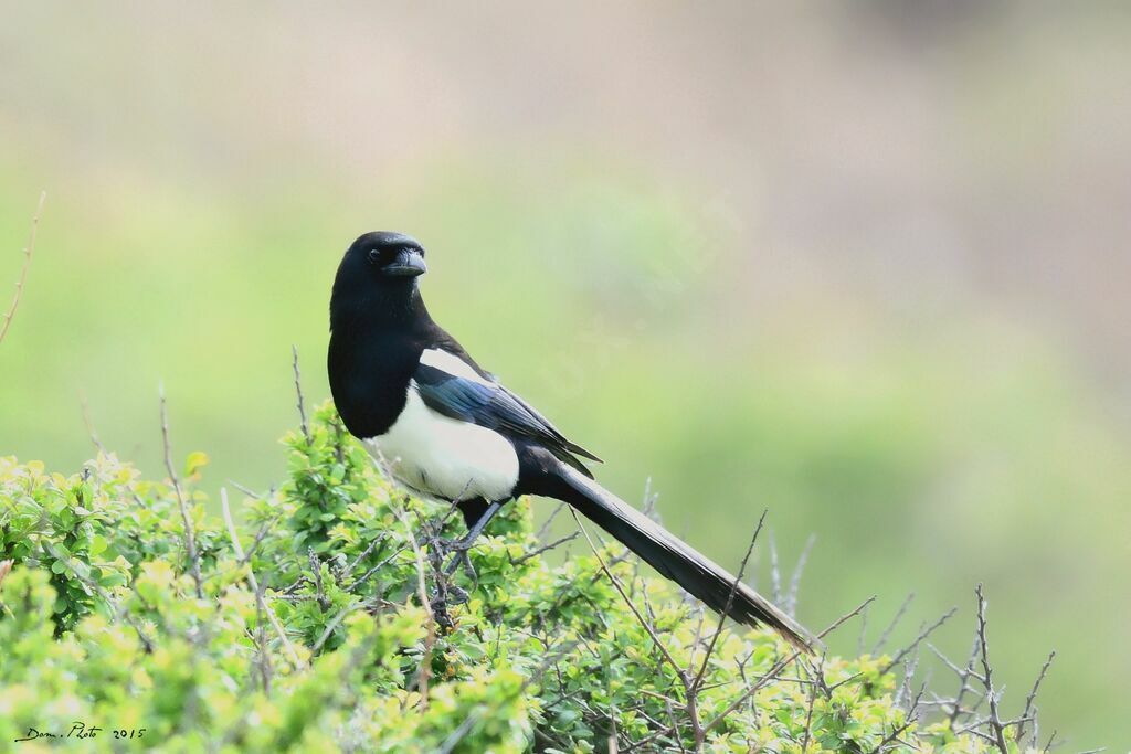 Eurasian Magpie