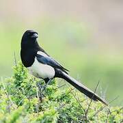 Eurasian Magpie