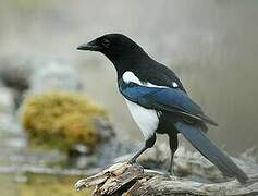 Eurasian Magpie