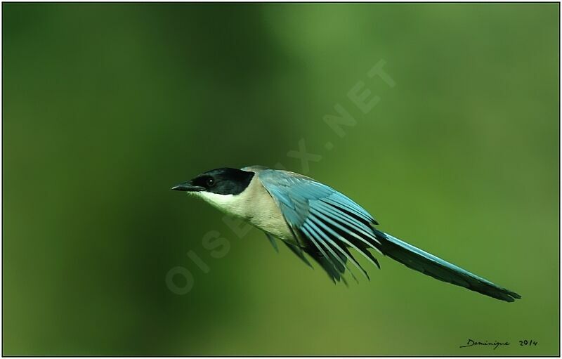 Iberian Magpie