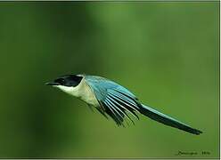 Iberian Magpie