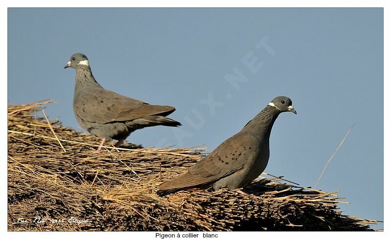 White-collared Pigeon