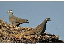 White-collared Pigeon