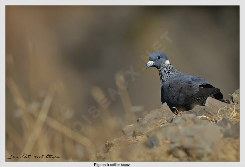 Pigeon à collier blanc