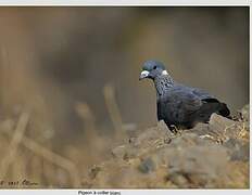 White-collared Pigeon