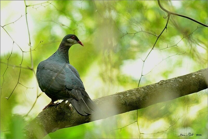 Metallic Pigeon