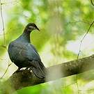 Pigeon à gorge blanche