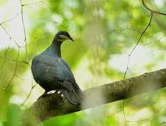 Pigeon à gorge blanche