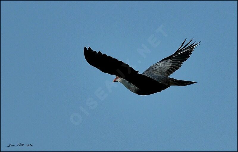 Metallic Pigeonimmature