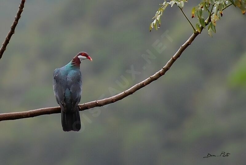 Metallic Pigeon