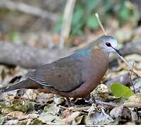 Lemon Dove