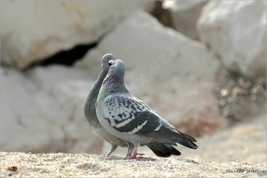 Pigeon biset