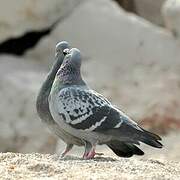 Pigeon biset