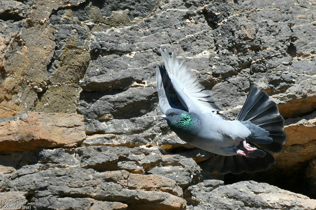 Rock Dove