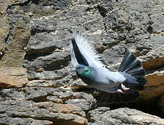 Rock Dove