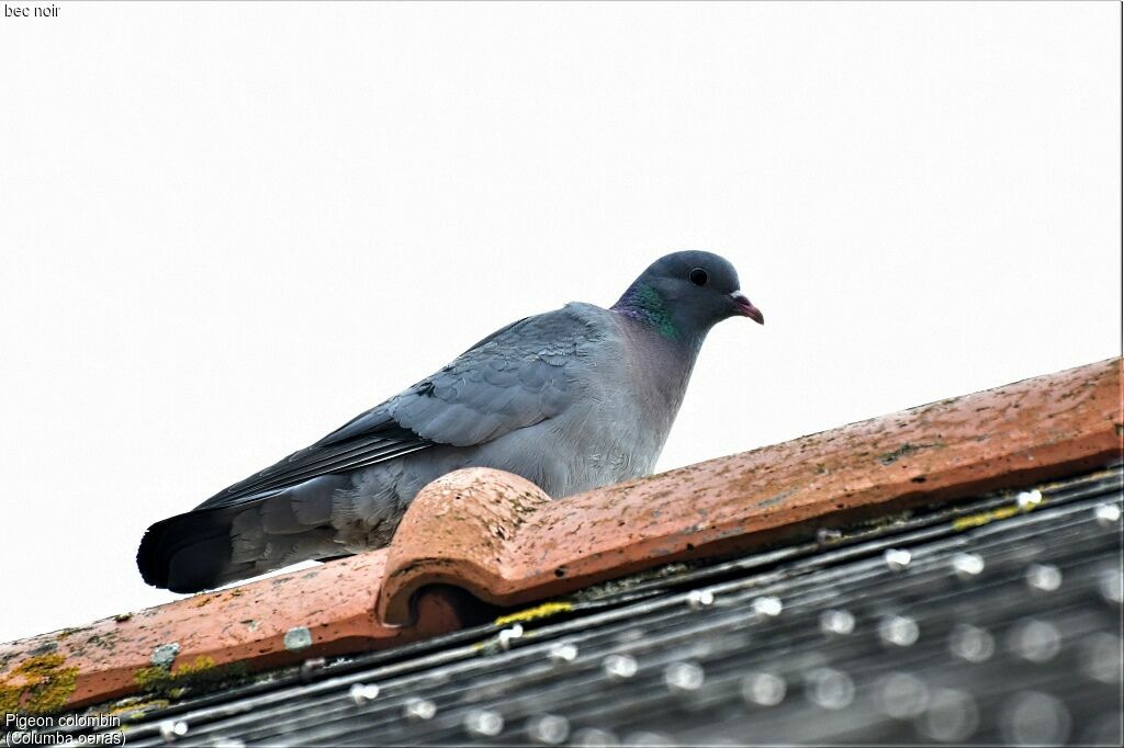 Stock Dove