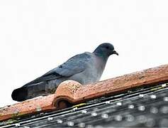 Stock Dove