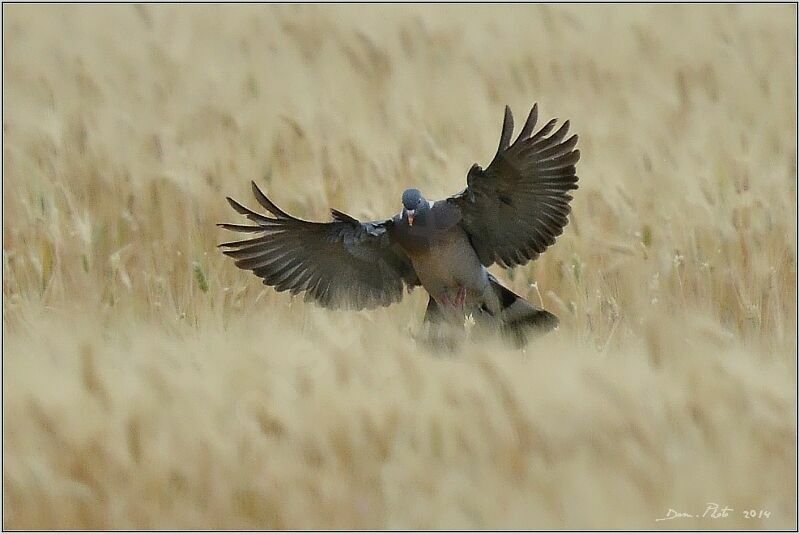 Common Wood Pigeon