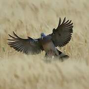 Common Wood Pigeon