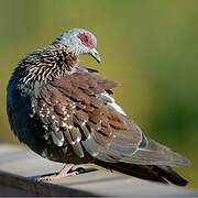 Speckled Pigeon