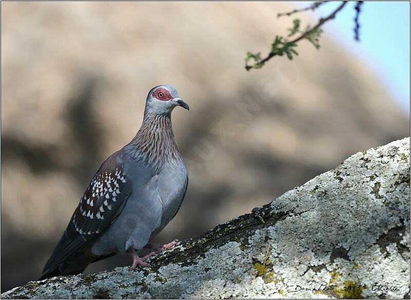 Speckled Pigeon