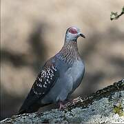 Speckled Pigeon