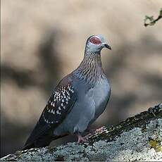 Pigeon roussard