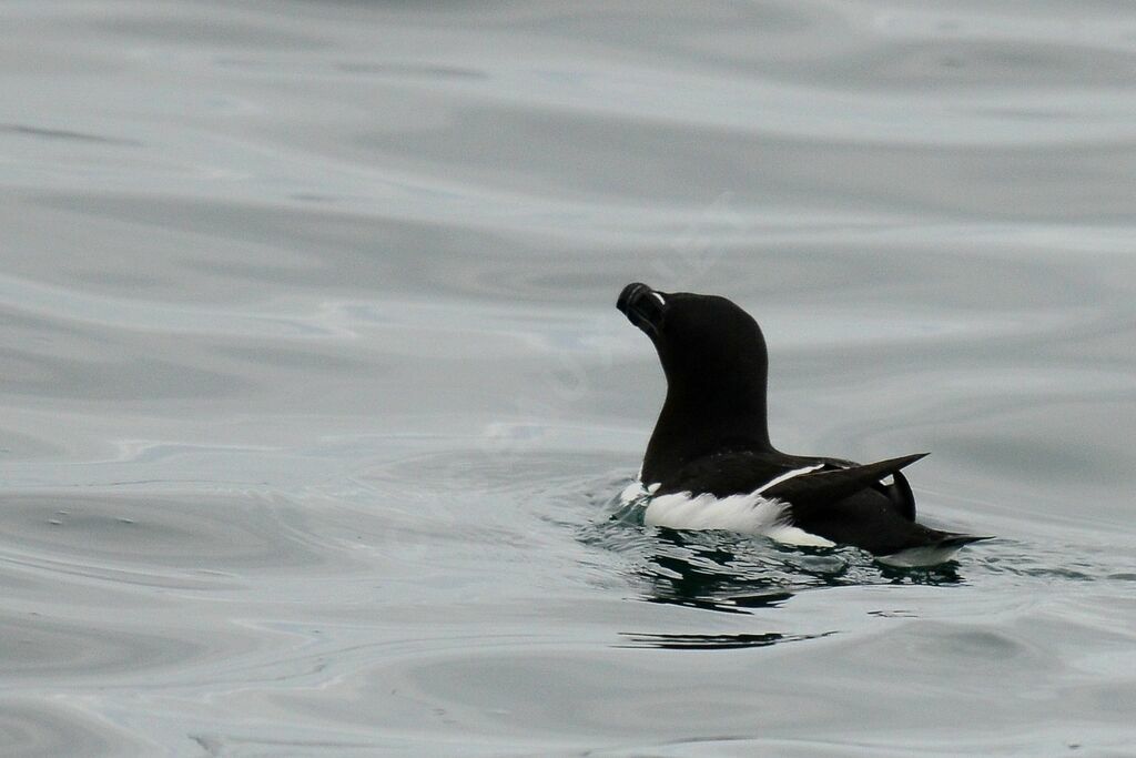 Razorbill