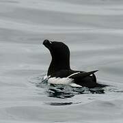 Razorbill