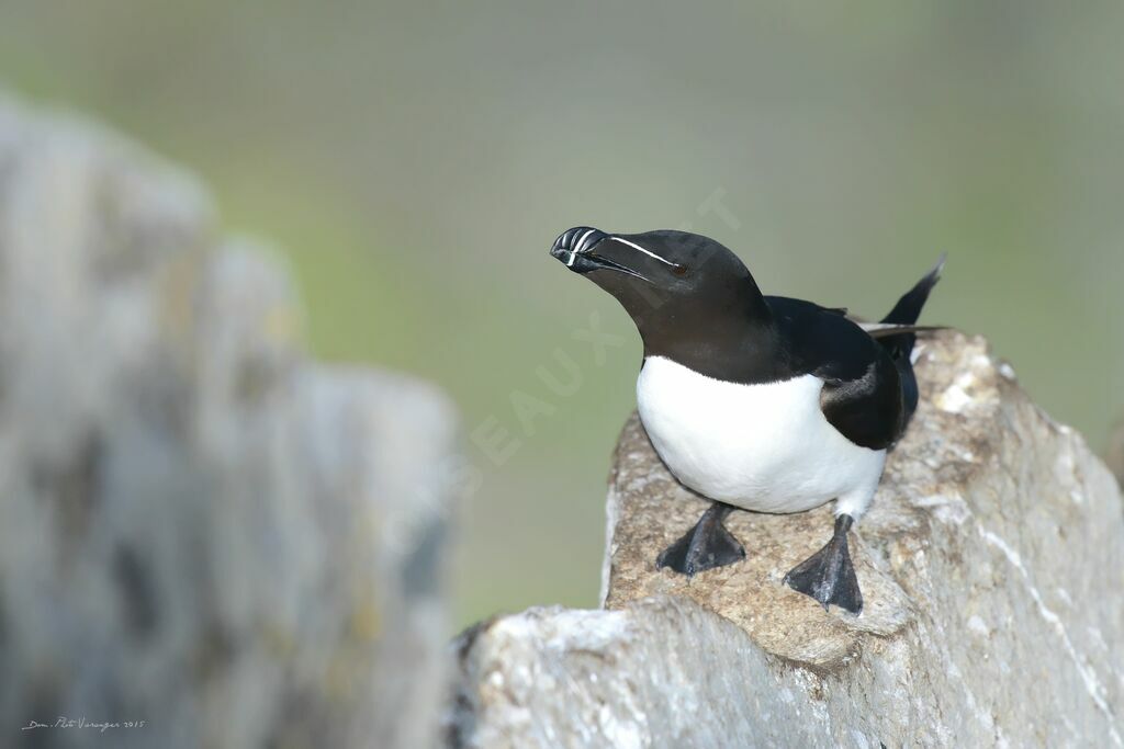 Pingouin torda