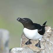 Razorbill