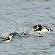 Razorbill