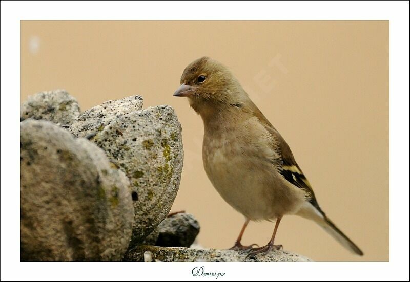 Common Chaffinch