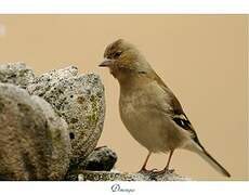 Common Chaffinch